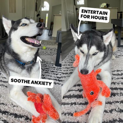 Wiggly Lobster Dog Toy